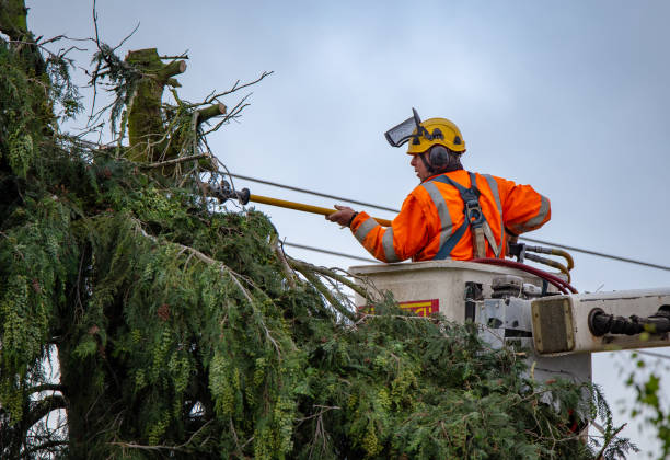 Best Tree and Shrub Care  in Anthony, NM